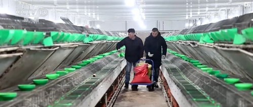 科技賦能創意農業 衍生農產品開發助力鄉村振興新畫卷